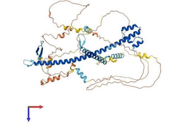 NRF2 Protein (AA 1-605) (His tag)