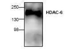 Image no. 1 for anti-Histone Deacetylase 6 (HDAC6) (N-Term) antibody (ABIN127242) (HDAC6 Antikörper  (N-Term))