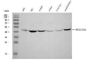 Western blot analysis of HSD17B3 using anti-HSD17B3 antibody (ABIN7603060).