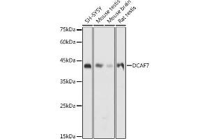 Western blot analysis of extracts of various cell lines, using DC antibody (ABIN6132184, ABIN6139432, ABIN6139434 and ABIN6222532) at 1:1000 dilution. (DCAF7 Antikörper  (AA 1-342))