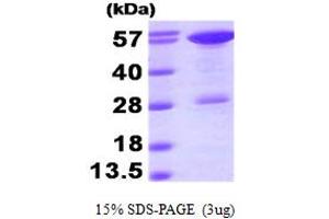 SDS-PAGE (SDS) image for Stress-Induced-phosphoprotein 1 (STIP1) (AA 1-543) protein (His tag) (ABIN668048) (STIP1 Protein (AA 1-543) (His tag))