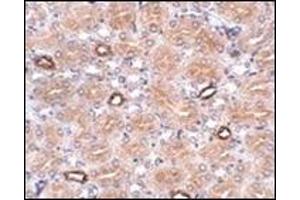 Immunohistochemistry of NOTUM in human brain tissue with this product at 2.