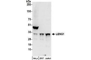 Western Blotting (WB) image for anti-Leukocyte Receptor Cluster (LRC) Member 1 (Leng1) (AA 214-264) antibody (ABIN7451003)