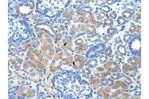 DCUN1D1 antibody was used for immunohistochemistry at a concentration of 4-8 ug/ml to stain Epithelial cells of renal tubule (arrows) in Human Kidney. (DCUN1D1 Antikörper)