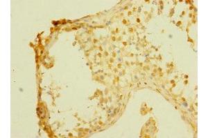 Immunohistochemistry of paraffin-embedded human testis tissue using ABIN7158910 at dilution of 1:100 (MPP6 Antikörper  (AA 220-420))