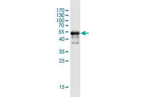 Western Blot detection against Immunogen (53 KDa) . (THAP5 Antikörper  (AA 1-233))