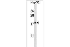 CYB5A Antibody (Center) (ABIN657954 and ABIN2846899) western blot analysis in HepG2 cell line lysates (35 μg/lane). (CYB5A Antikörper  (AA 69-98))
