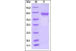 Biotinylated Human PD-L1, Fc,Avitag on  under reducing (R) condition. (PD-L1 Protein (AA 19-238) (Fc Tag,AVI tag,Biotin))