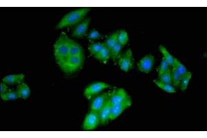Immunofluorescent analysis of HepG2 cells using ABIN7149048 at dilution of 1:100 and Alexa Fluor 488-congugated AffiniPure Goat Anti-Rabbit IgG(H+L)