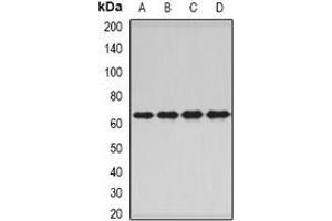 Western blot analysis of PNKP expression in A549 (A), HepG2 (B), mouse skeletal muscle (C), rat liver (D) whole cell lysates. (PNKP Antikörper)