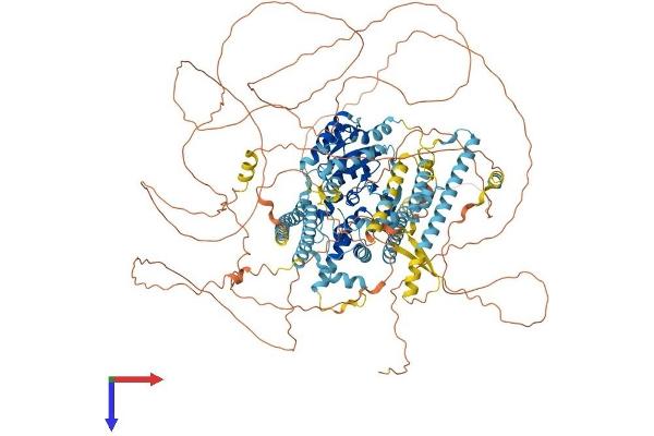 ERCC5 Protein (AA 1-1186) (His tag)