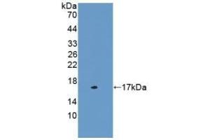 Detection of Recombinant CST3, Mouse using Polyclonal Antibody to Cystatin C (Cys-C) (CST3 Antikörper  (AA 21-140))