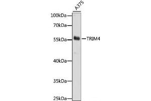Western blot analysis of extracts of A375 cells using TRIM4 Polyclonal Antibody at dilution of 1:1000. (TRIM4 Antikörper)