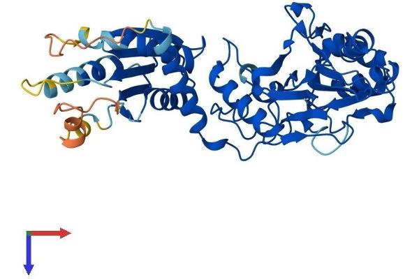 LACC1 Protein (AA 1-430) (His tag)