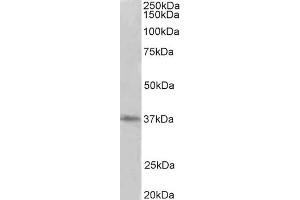 Western Blotting (WB) image for anti-Protein Arginine Methyltransferase 2 (PRMT2) antibody (ABIN5858030) (PRMT2 Antikörper)