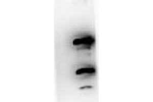 Western blot using  Immunochemicals Protein A purified Mouse Monoclonal anti-Pdcd4 pS457 antibody against recombinant PDCD4 protein.