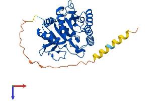B3GALT1 Protein (AA 1-326) (His tag)