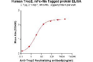 ELISA plate pre-coated by 2 μg/mL (100 μL/well) Human Trop2, mFc-His tagged protein (ABIN6961178) can bind Anti-Trop2 Neutralizing antibody in a linear range of 0. (TACSTD2 Protein (mFc-His Tag))