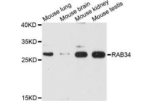 Western blot analysis of extracts of various cell lines, using RAB34 antibody. (RAB34 Antikörper)