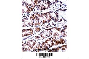 PPEF2 Antibody immunohistochemistry analysis in formalin fixed and paraffin embedded human stomach tissue followed by peroxidase conjugation of the secondary antibody and DAB staining. (PPEF2 Antikörper  (AA 304-333))