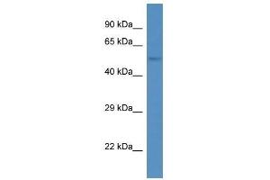 Western Blot showing Ankrd13d antibody used at a concentration of 1. (ANKRD13D Antikörper  (Middle Region))