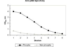 ELISA results of purified polyclonal anti-pS83 ASK-1 (aa 76-87) antibody tested against BSA conjugates of non-phospho and phospho forms of immunizing peptide. (ASK1 Antikörper  (pSer83))
