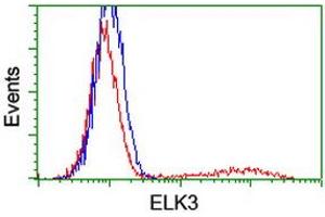 HEK293T cells transfected with either RC203114 overexpress plasmid (Red) or empty vector control plasmid (Blue) were immunostained by anti-ELK3 antibody (ABIN2455066), and then analyzed by flow cytometry. (ELK3 Antikörper)