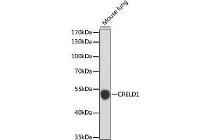 Western blot analysis of extracts of Mouse lung, using CRELD1 antibody (ABIN7266621) at 1:1000 dilution. (CRELD1 Antikörper  (AA 50-150))