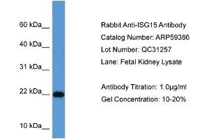 WB Suggested Anti-ISG15  Antibody Titration: 0. (ISG15 Antikörper  (Middle Region))