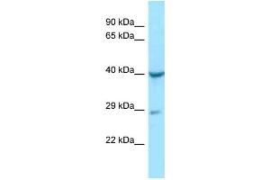 WB Suggested Anti-NAGA Antibody Titration: 1. (NAGA Antikörper  (N-Term))