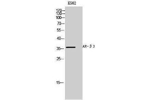 Western Blotting (WB) image for anti-Adrenergic, beta-3-, Receptor (ADRB3) (Internal Region) antibody (ABIN3173914) (ADRB3 Antikörper  (Internal Region))