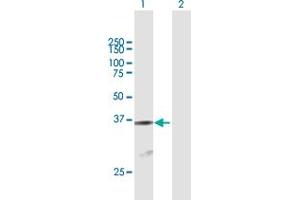 Western Blot analysis of ATF1 expression in transfected 293T cell line by ATF1 MaxPab polyclonal antibody. (AFT1 Antikörper  (AA 1-271))