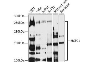 Western blot analysis of extracts of various cell lines, using HCFC1 antibody (ABIN7267784) at 1:500 dilution. (HCFC1 Antikörper  (AA 1-250))
