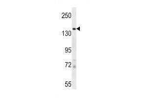 JHDM2a Antibody (N-term) (ABIN387995 and ABIN2845282) western blot analysis in mouse testis tissue lysates (35 μg/lane). (KDM3A Antikörper  (N-Term))