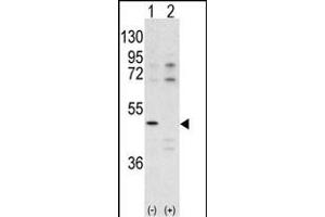 Western blot analysis of CDK10 antibody (N-term) (ABIN391741 and ABIN2841619) pre-incubated with (Lane1) and without (Lane 2) blocking peptide BP7516a in  cell line lysate. (CDK10 Antikörper  (N-Term))