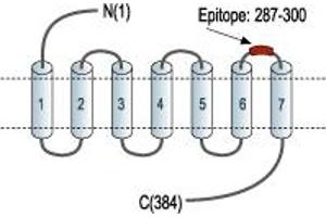 Representative domain view of the target of ABIN7885033.