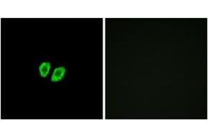 Immunofluorescence analysis of A549 cells, using RXFP4 Antibody. (RXFP4 Antikörper  (AA 322-371))