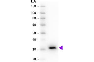 Western blot of Peroxidase conjugated Goat Anti-Mouse IgG F(c) secondary antibody. (Ziege anti-Maus IgG (Fc Region) Antikörper (HRP))