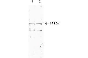 Image no. 1 for anti-Nuclear Respiratory Factor 1 (NRF1) (AA 1-534), (N-Term) antibody (ABIN401025) (NRF1 Antikörper  (N-Term))