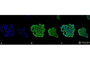 Immunocytochemistry/Immunofluorescence analysis using Mouse Anti-HSP70 Monoclonal Antibody, Clone 3A3 . (HSP70 Antikörper  (Atto 594))