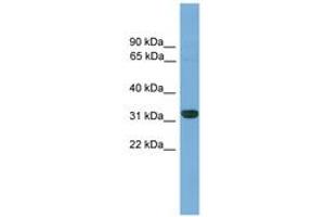 Image no. 1 for anti-Caudal Type Homeobox 4 (CDX4) (AA 201-250) antibody (ABIN6744517) (CDX4 Antikörper  (AA 201-250))