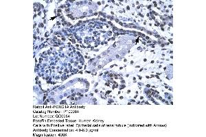 Human kidney (FOXG1 Antikörper  (N-Term))
