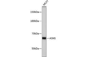Western blot analysis of extracts of MCF7 cells, using ASNS Rabbit mAb (ABIN7265692) at 1:1000 dilution. (Asparagine Synthetase Antikörper)