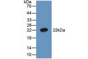 Detection of Recombinant BMP3, Rat using Polyclonal Antibody to Bone Morphogenetic Protein 3 (BMP3) (BMP3 Antikörper  (AA 312-467))