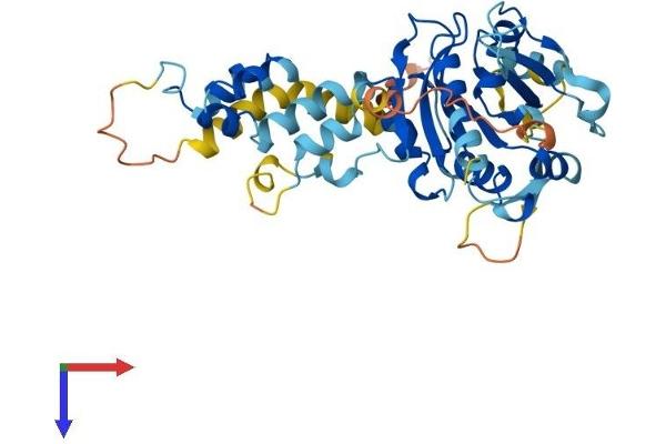 FBXO4 Protein (AA 1-385) (His tag)