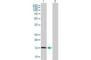 Western Blot analysis of ZNHIT1 expression in transfected 293T cell line by ZNHIT1 MaxPab polyclonal antibody. (ZNHIT1 Antikörper  (AA 1-154))
