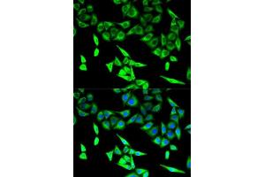 Immunofluorescence analysis of U2OS cells using HADHA antibody. (HADHA Antikörper  (AA 484-763))