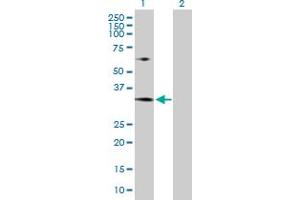 Western Blot analysis of MRTO4 expression in transfected 293T cell line by MRTO4 MaxPab polyclonal antibody. (C1orf33 Antikörper  (AA 1-239))