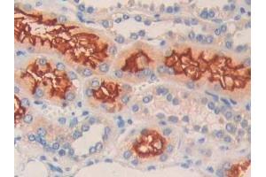 Immunohistochemistry (IHC) image for anti-Membrane Metallo-Endopeptidase (MME) (AA 382-538) antibody (ABIN7434053)