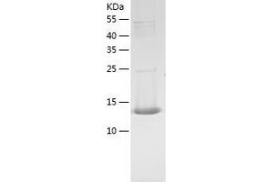 Western Blotting (WB) image for D-Dopachrome Tautomerase (DDT) (AA 1-118) protein (His tag) (ABIN7122596)
